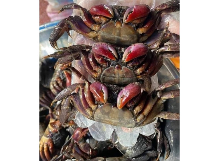 Ba khía muối