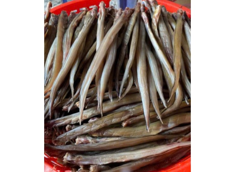 Cá lạt trứng 1 nắng